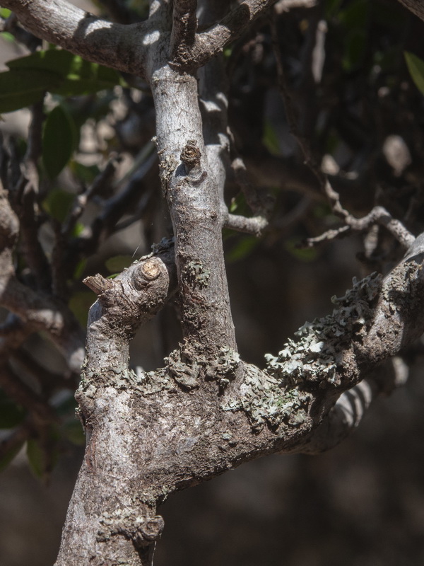 Rhamnus myrtifolia myrtifolia.06
