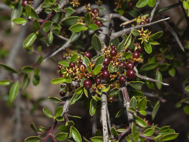 Rhamnus myrtifolia myrtifolia.12