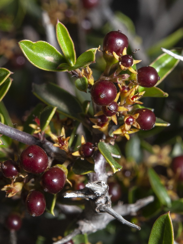 Rhamnus myrtifolia myrtifolia.15