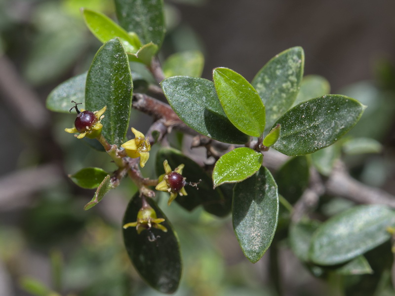 Rhamnus myrtifolia myrtifolia.28
