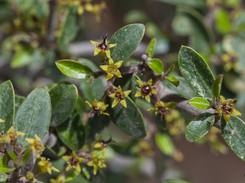 Rhamnus myrtifolia myrtifolia.30