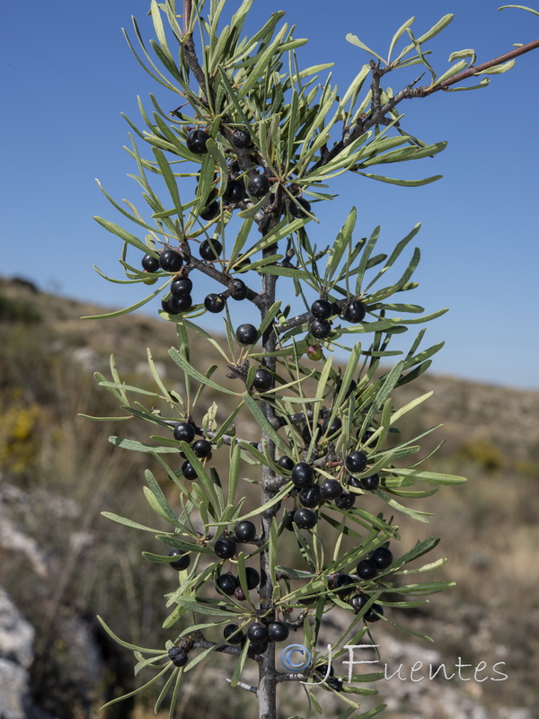 Rhamnus oleoides assoana.01