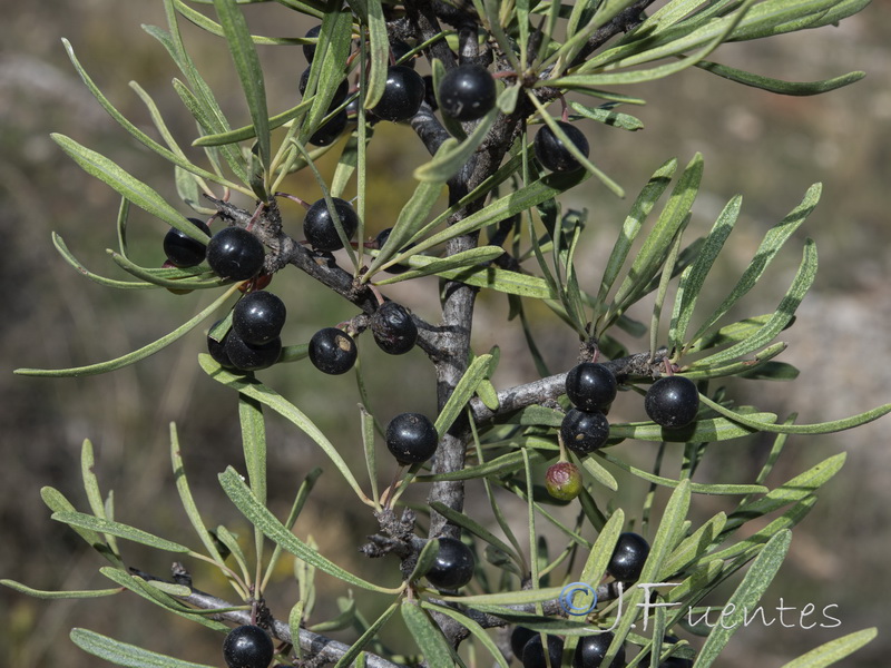 Rhamnus oleoides assoana.02