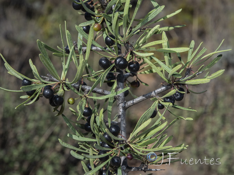 Rhamnus oleoides assoana.03