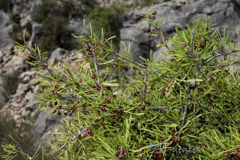 Rhamnus oleoides assoana.05