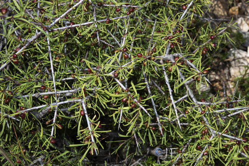 Rhamnus oleoides assoana.07