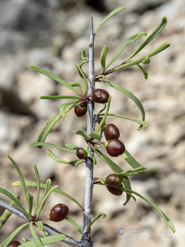 Rhamnus oleoides assoana.08