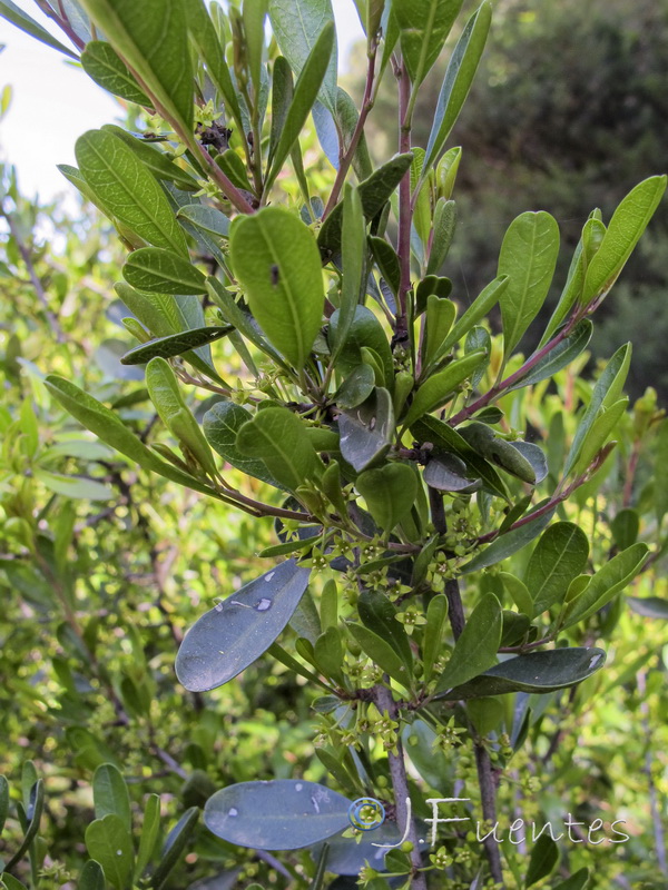 Rhamnus oleoides oleoides.01