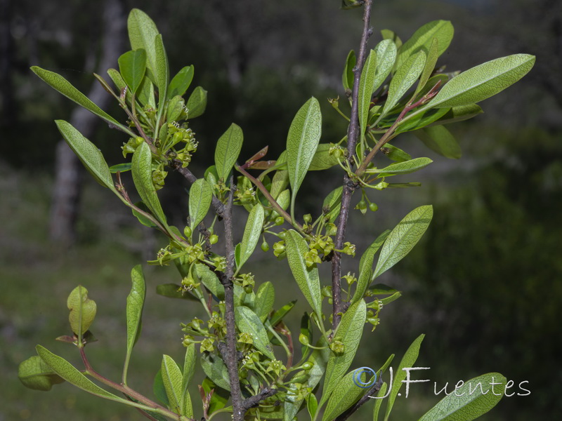 Rhamnus oleoides oleoides.02