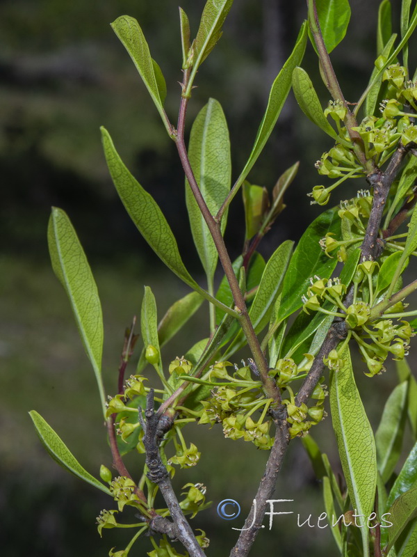 Rhamnus oleoides oleoides.03