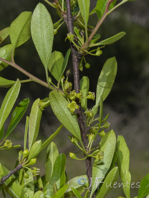 Rhamnus oleoides oleoides.04