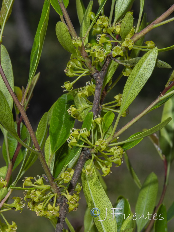 Rhamnus oleoides oleoides.05