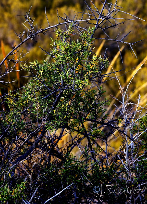 Rhamnus oleoides oleoides.07