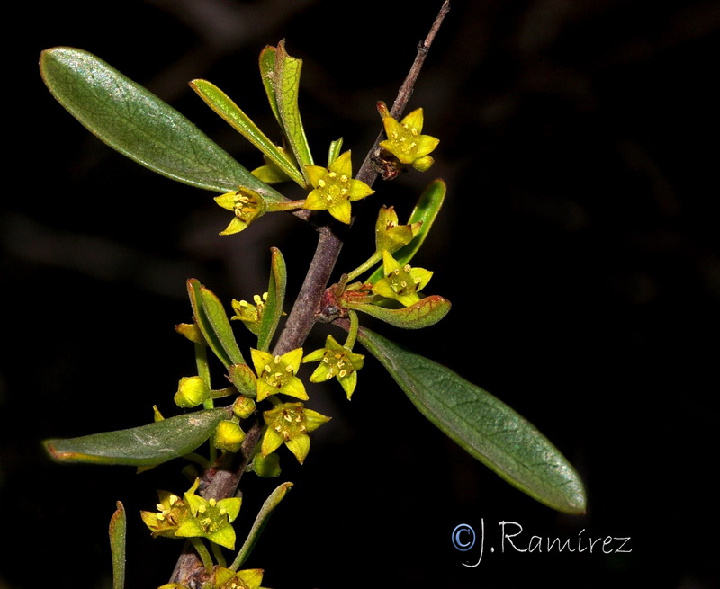 Rhamnus oleoides oleoides.12