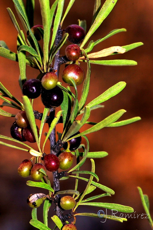 Rhamnus oleoides oleoides.14