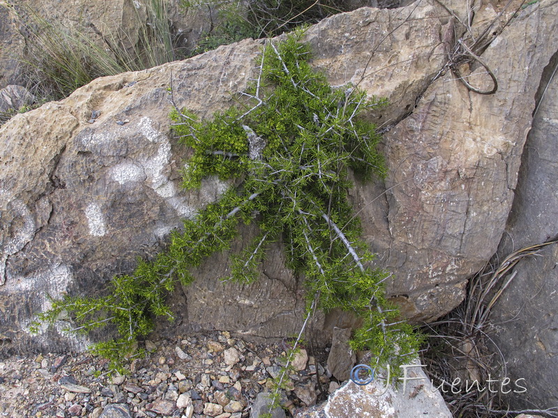 Rhamnus oleoides rivasgodayana.01