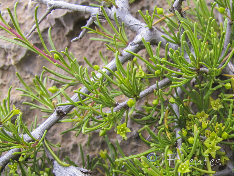 Rhamnus oleoides rivasgodayana.02
