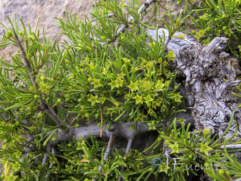 Rhamnus oleoides rivasgodayana.03