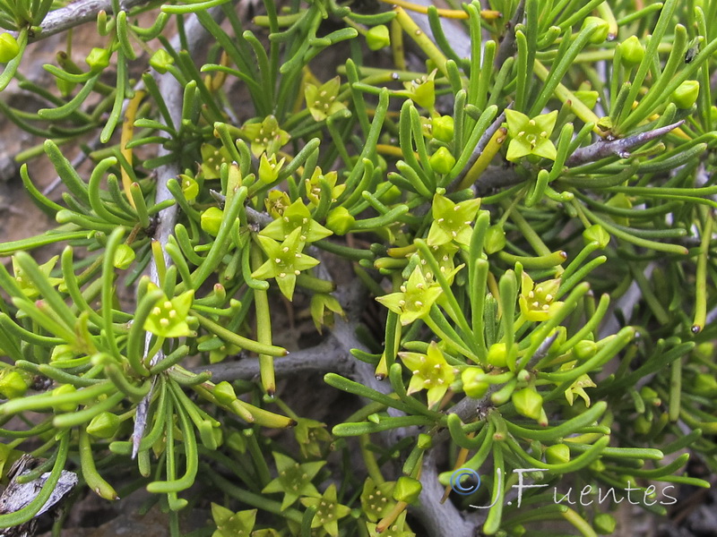 Rhamnus oleoides rivasgodayana.04