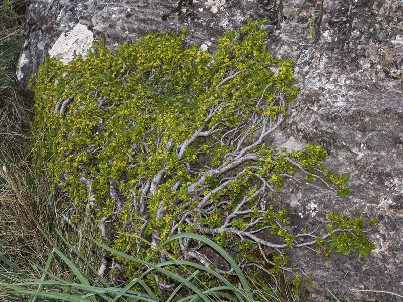 Rhamnus pumila pumila.01