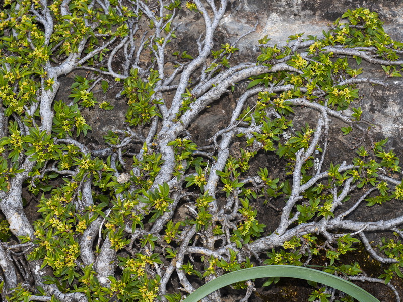 Rhamnus pumila pumila.02