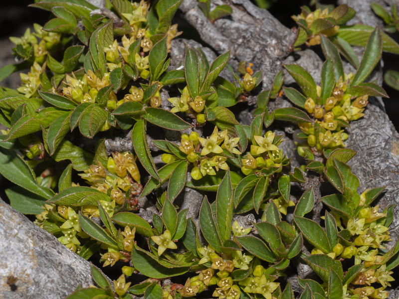 Rhamnus pumila pumila.09