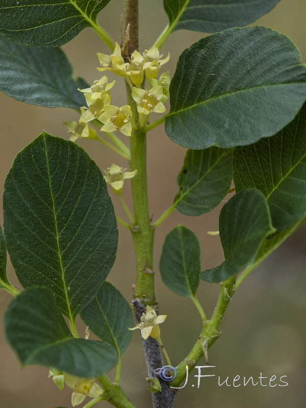 Rhamnus pumila pumila.14