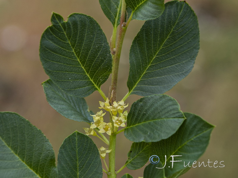 Rhamnus pumila pumila.16