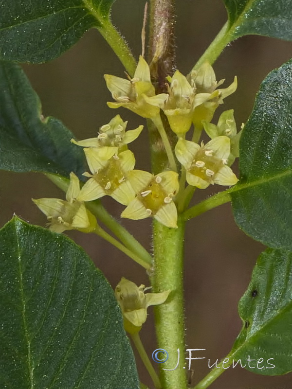 Rhamnus pumila pumila.17