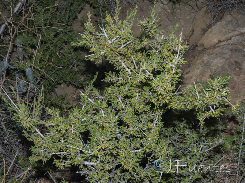 Rhamnus velutina almeriensis.01