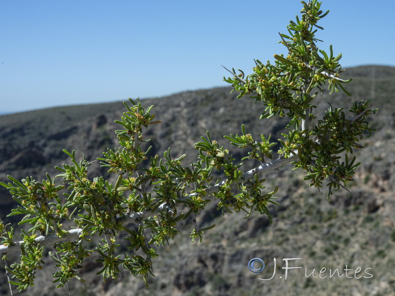 Rhamnus velutina almeriensis.02