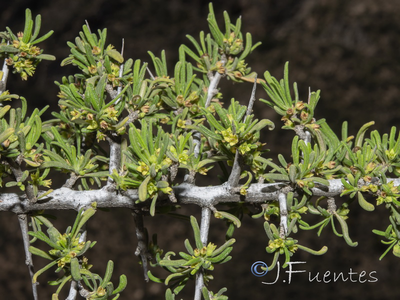 Rhamnus velutina almeriensis.03