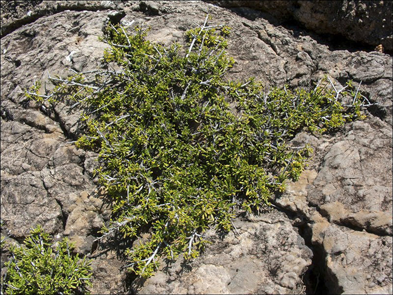 rhamnus velutina almeriensis02