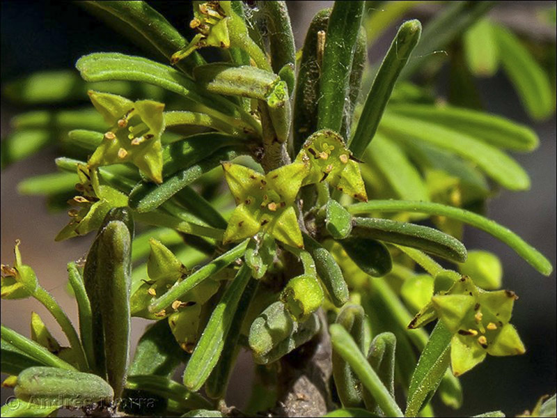 rhamnus velutina almeriensis05