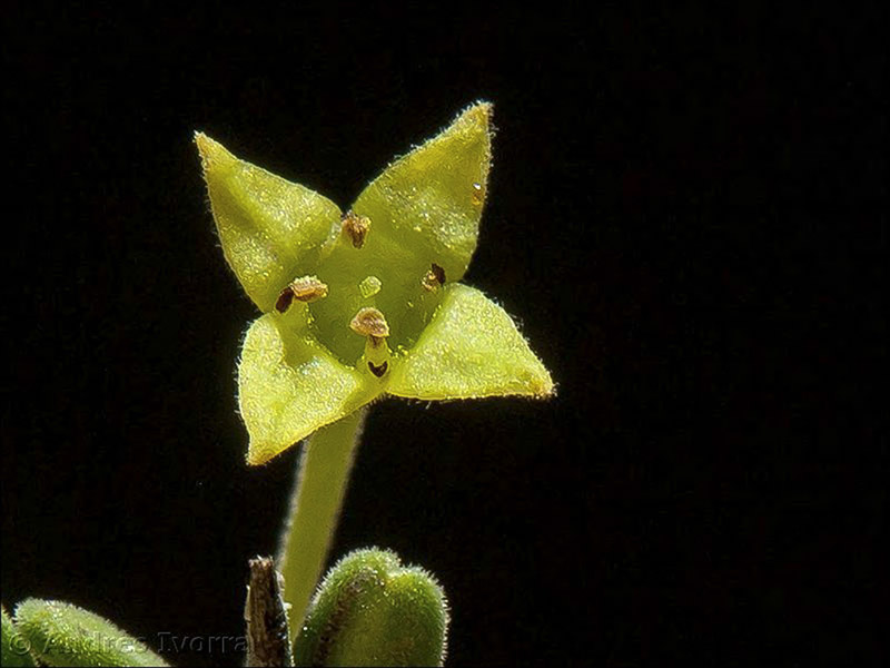rhamnus velutina almeriensis07