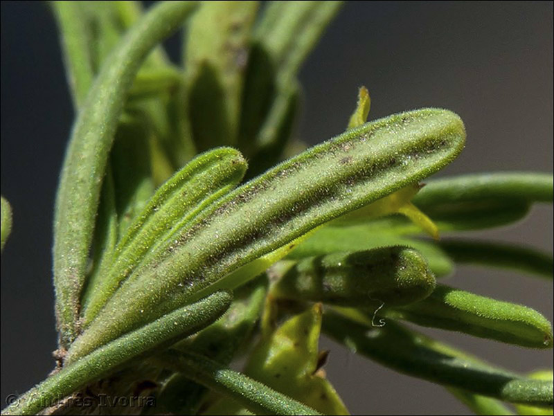 rhamnus velutina almeriensis14