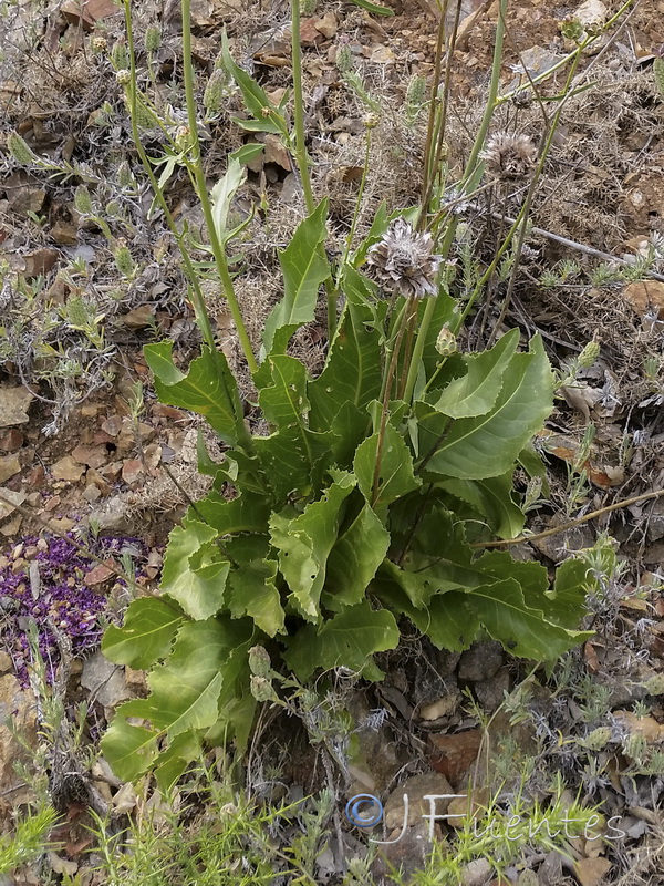 Rhaponticoides africana.02