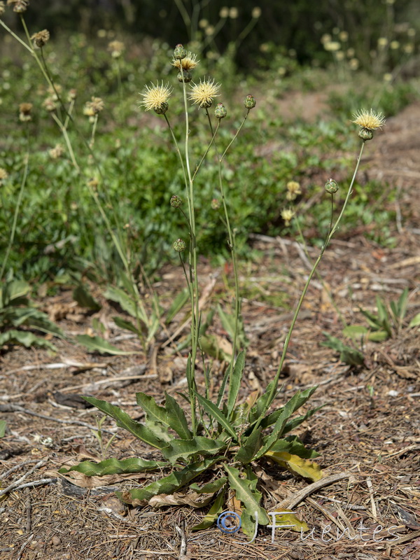 Rhaponticoides africana.01