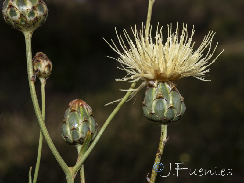 Rhaponticoides africana.09