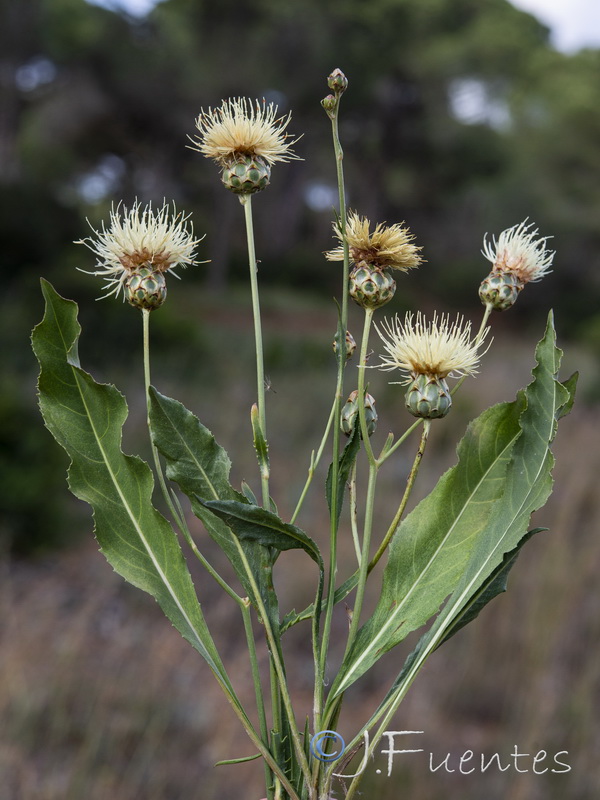 Rhaponticoides africana.11