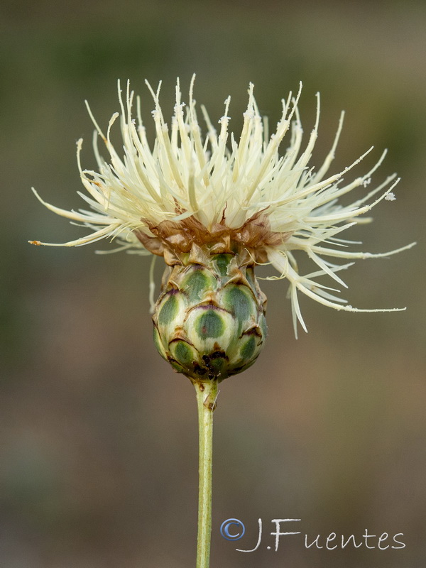 Rhaponticoides africana.12