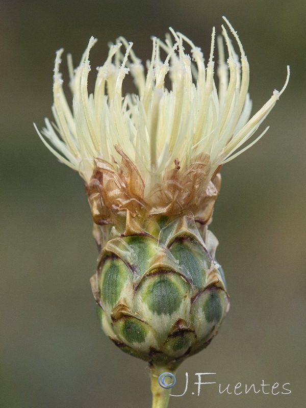 Rhaponticoides africana.13