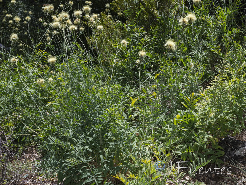 Rhaponticoides alpina.01