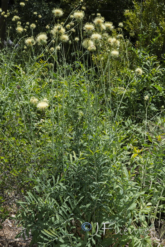 Rhaponticoides alpina.03