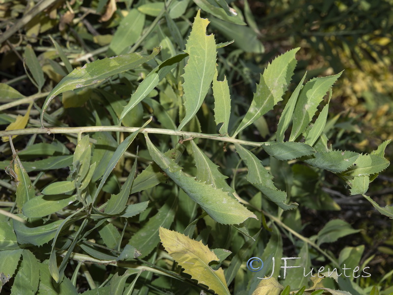 Rhaponticoides alpina.11