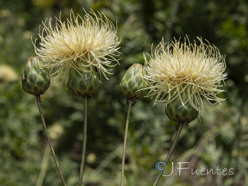 Rhaponticoides alpina.14
