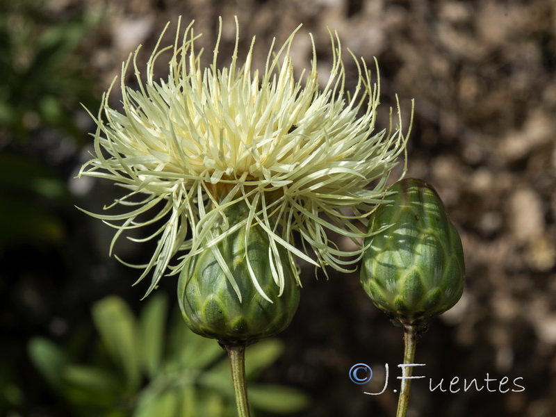 Rhaponticoides alpina.19