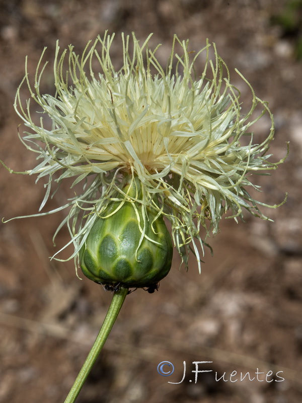 Rhaponticoides alpina.20
