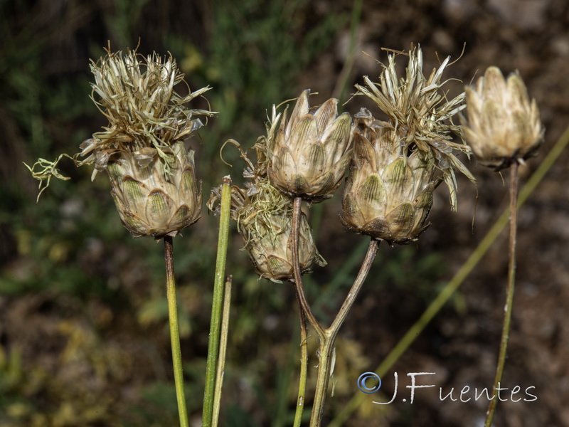 Rhaponticoides alpina.24