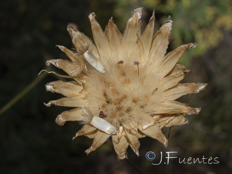 Rhaponticoides alpina.25